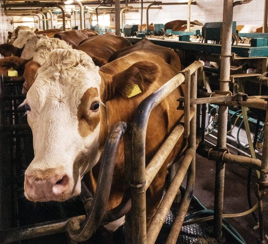 Farmer suffered '€10,500' loss because of TB compensation system - senator