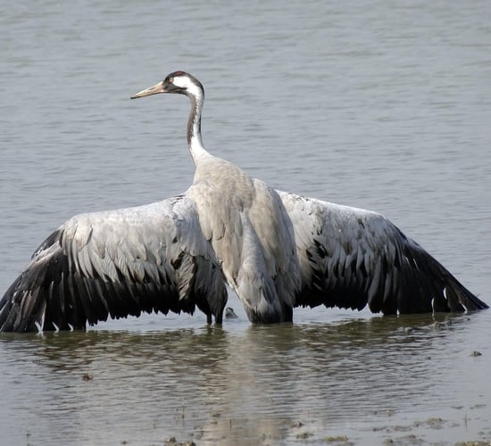 Risk of bird flu outbreaks rises across Europe as virus hits migrating cranes