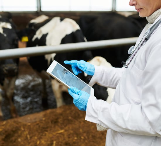 '€660 to cull a badger' in 2024 as part of TB strategy according to DAFM estimates