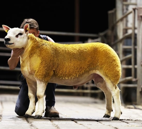Ewe lambs average 1,300gns at Texel premier sale