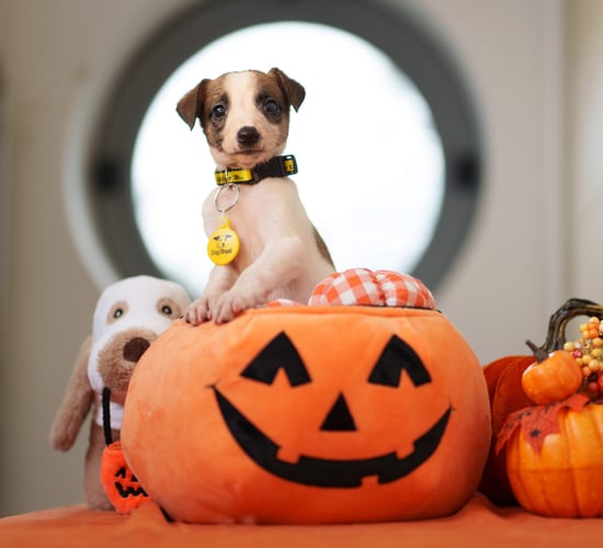 Survey reveals how dogs cope with Halloween festivities