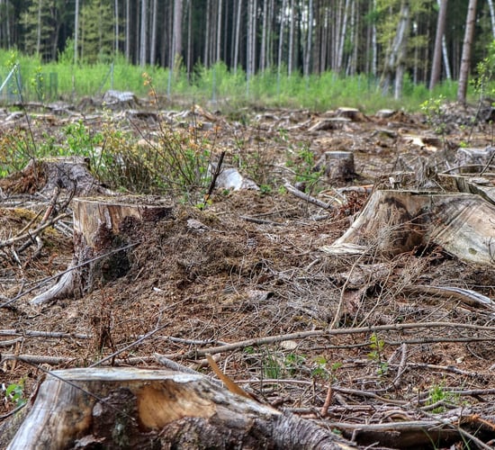 Green Party calls for urgent action on illegal felling in Co. Cork