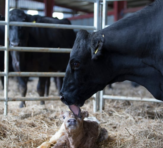 Dairy advice: Time to draw up a herd health plan for 2026