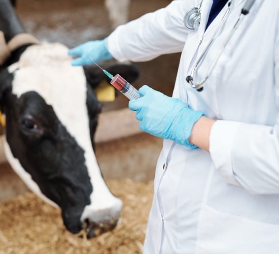 New consultation on proposed fees for 2026 vet medicinal products