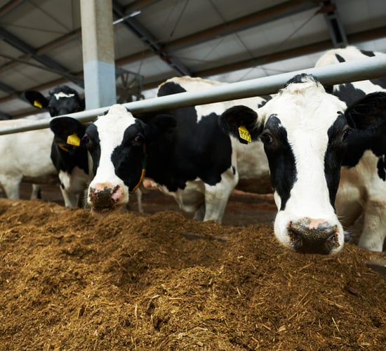 Farmers in Cork and Kerry saw 'entrepreneurial income' soar by €325 million in 2024