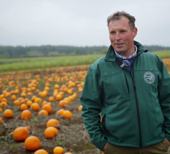 Pumpkin picking at Joe's Farm in Cork