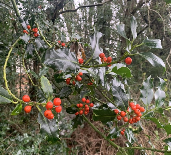 Opinion: The Irish countryside has never looked more impressive