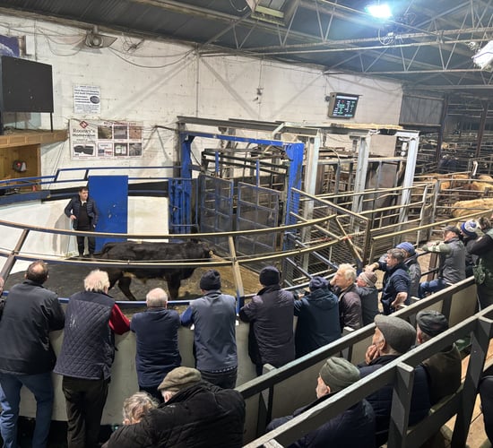 Top-end weanling bulls clearing €2,000/head at Carnaross Mart