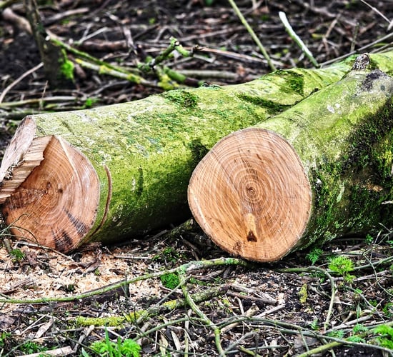Green Party welcomes clarity from Coillte on alleged illegal tree-felling