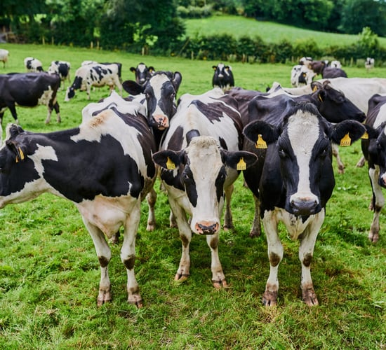 Dale Farm and Aurivo in discussions about potential future 'trading relationship'