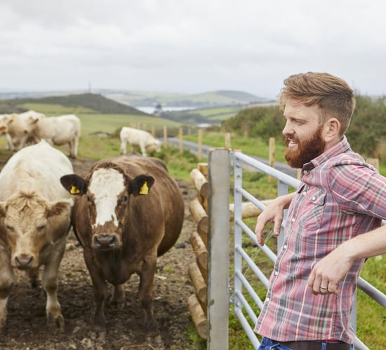 Warning issued that Mercosur 'as it stands will destroy' Irish and European beef farming