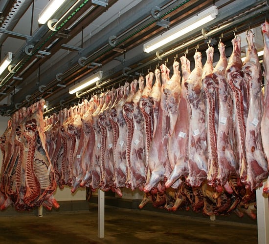 Factory quotes: Cattle price offers lift by over 10c/kg in cases