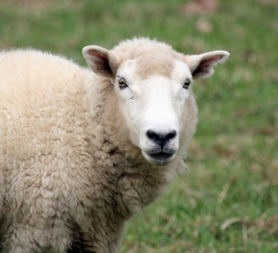 HPRA issues new safety notice on oral suspensions for sheep