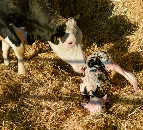 Galway company delivers sweet boost for farmers during calving season