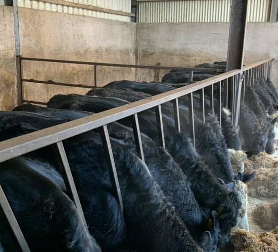 Conformation and carcass weights of dairy-beef cattle in decline