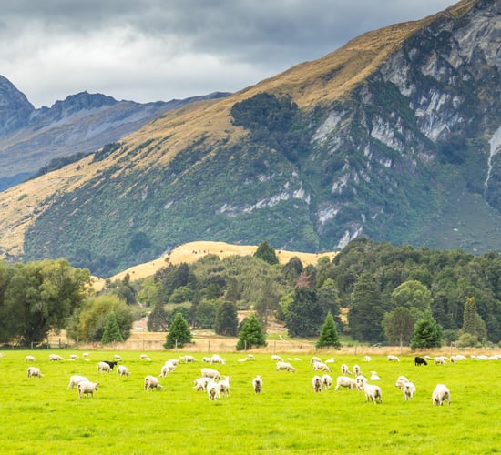 Dawn Meats NZ deal is a 'win-win for Irish farmers' - chief executive