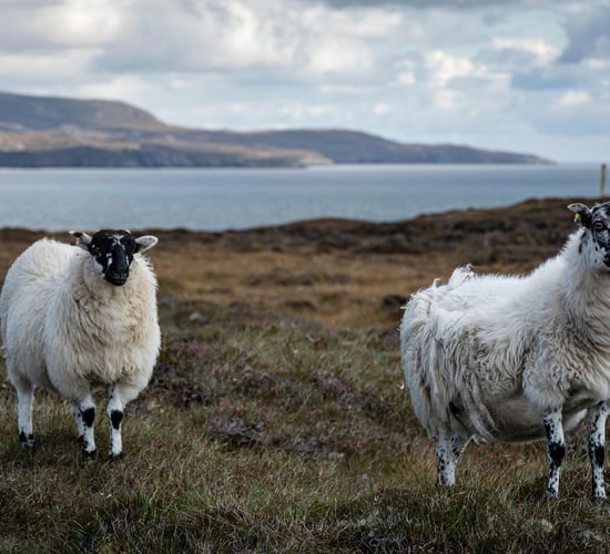 Watch: Retired garda detective's novel idea to uncover livestock theft