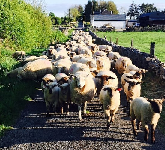 Seeking 'small farmers' to capture the last of a fading rural group