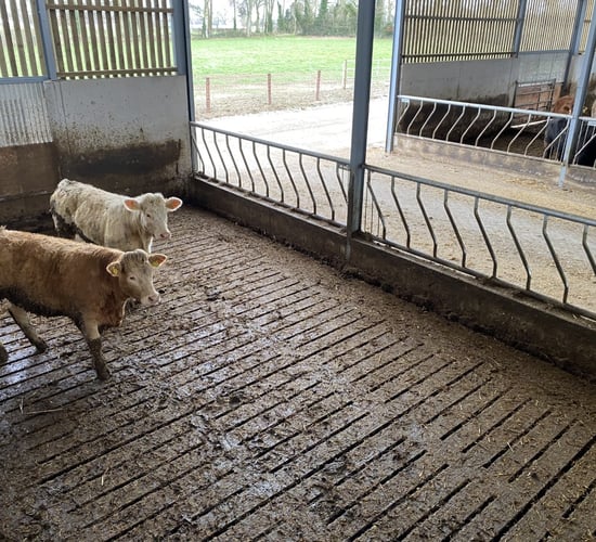 Beef kill: Supplies edge up but still 10,000 head/week below 2024