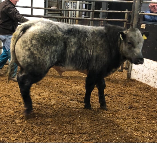 Weanling exporters set to meet with AHI on Thursday to discuss 'health' concerns