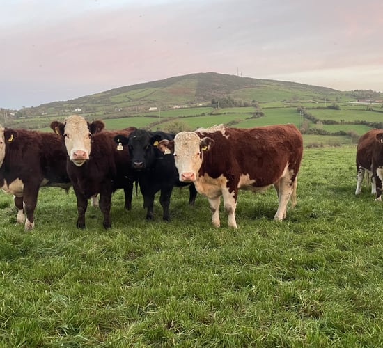 Factory quotes: Move to reduce beef price continues this week