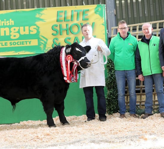 Countdown is on to Irish Angus Elite Show and Sale
