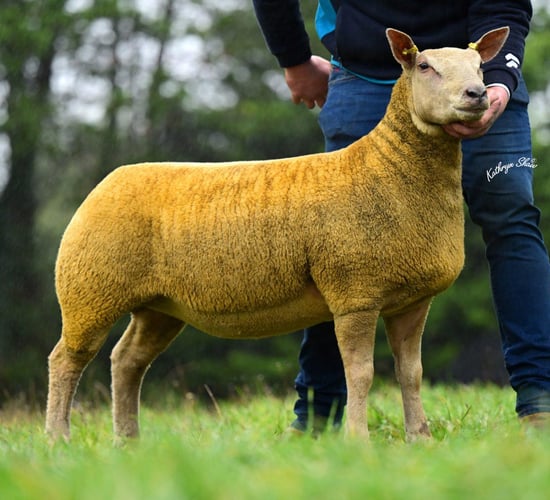 Springhill flock tops NI Charollais female sale for sixth time in 9 years