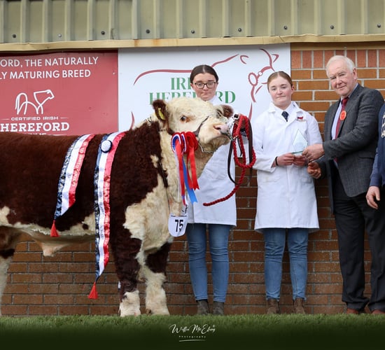 Results: Irish Hereford Breed Society National Calf Show