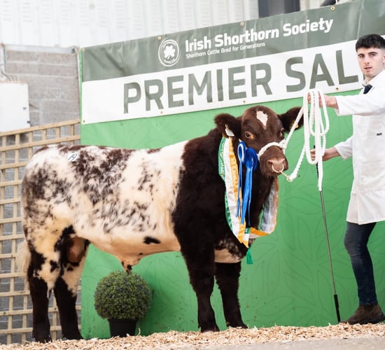 Shorthorn bulls reach €7,100 at premier sale in Carrick