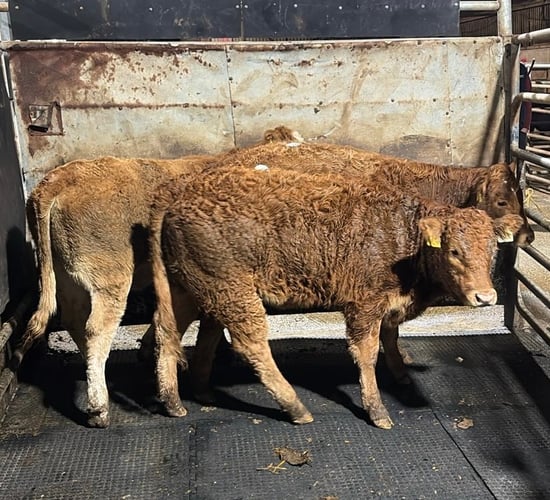 Mart report: Sample weanling prices from New Ross Mart