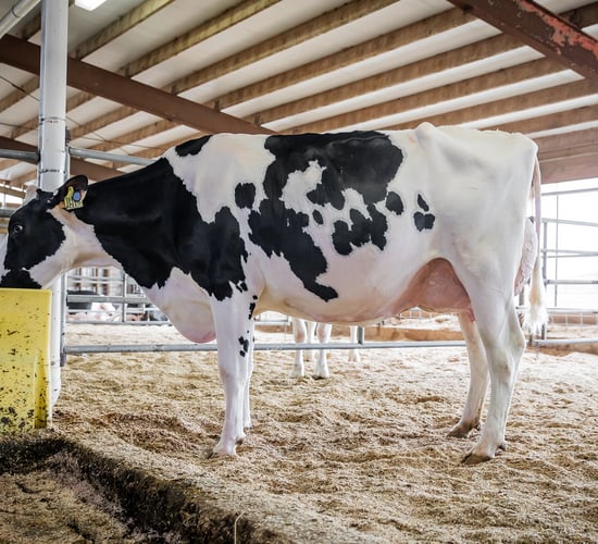 Autumn milk output reported to be on the rise in Northern Ireland    