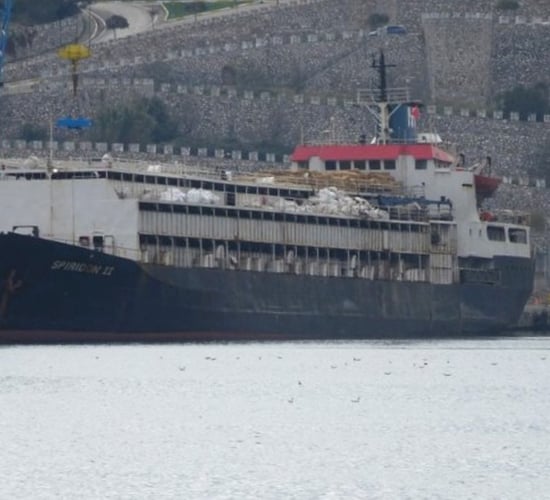 Uruguayan cattle stranded on ship due to tagging issues