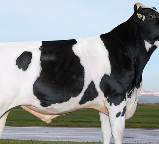 Improving milk components a priority for NI dairy farmers - breeding specialist