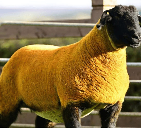 Forkins flock tops Big Bang sale at 12,000gns  