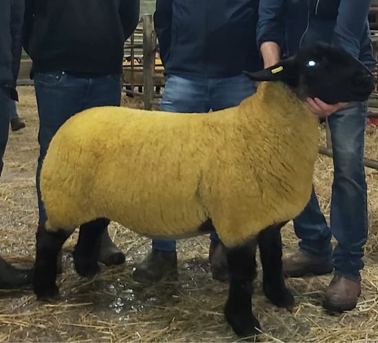 Suffolks sell to €3,000 twice at Western Stars Suffolk Sale
