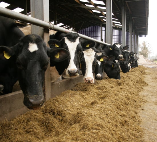 Beat the Parasites Series: Rethink worm control in dairy cows