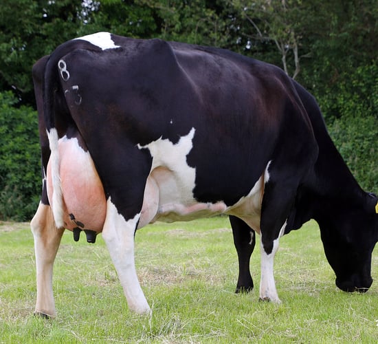 Irish Pure Friesian Club launches breeding initiative