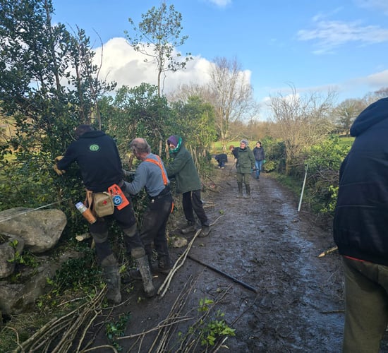 Workshops for boosting farmland biodiversity to be held in Galway