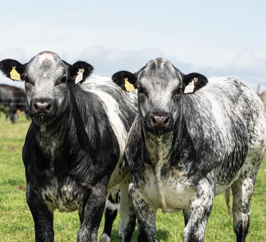 Farmers to lead conversation at Teagasc National Beef Conference 2025