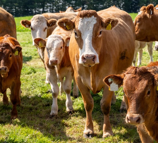 Changes to supply of antiparasitic medicines from December 1