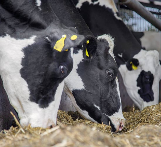 NI feed tech wins UK Dairy Carbon Network challenge
