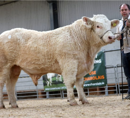 Charolais bulls average over €5,500 at society sale in Offaly