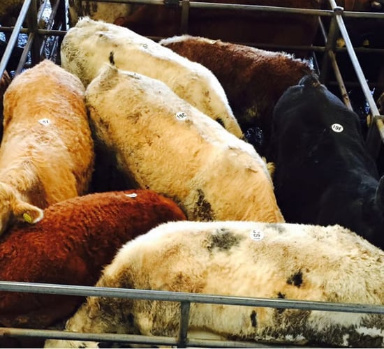 Mart report: A look at the weanling trade at Ennis Mart