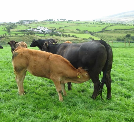 ICBF: No January 2026 evaluation due to 'significant upgrade'