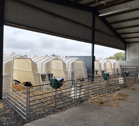 Watch: Rearing autumn and spring-born calves in group hutches