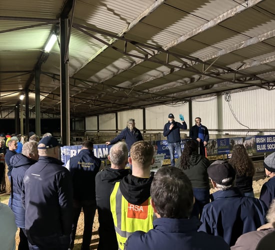 Belgian Blue Society hosts breed event on Laois suckler farm
