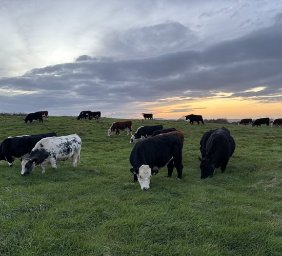 Factory quotes: Move to cut higher cattle price offers this week