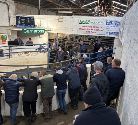 Gallery: A look at calf and runner prices from Carnaross Mart