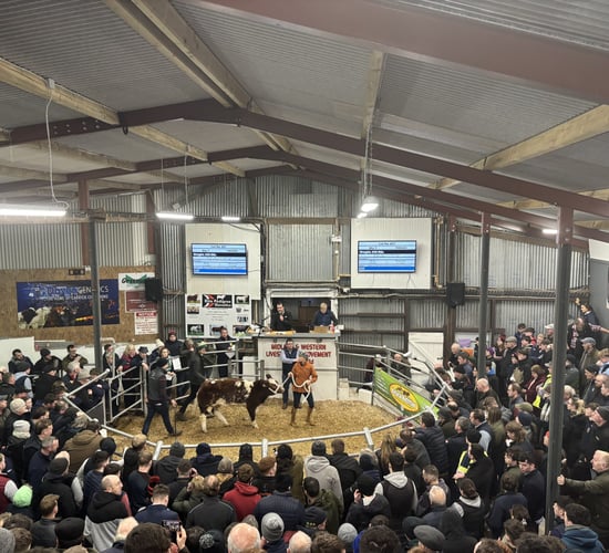A review of the top prices paid at 2025 Carrick Winter Fair