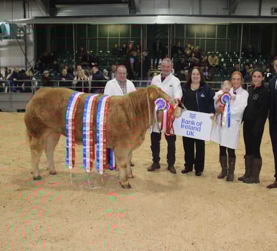 Outstanding Charolais heifer wins RUAS Commercial Beef Championship